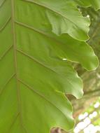 Large Leaf Veins