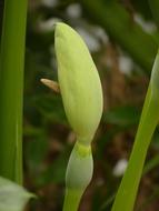 perfect Bloom Inflorescence