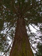 Low angle shot of the beautiful Japanese Cedar tree with green leaves