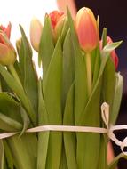 a bouquet of tulips tied with a ribbon