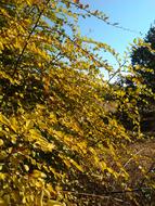 Autumn Yellow Judas