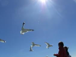 Gulls Flying overhead in the blue sky