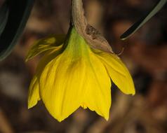 ravishing Daffodil Narcissus