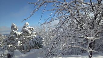 Winter Snow forest landscape