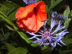 Flower Red Blue