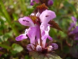 extraordinarily beautiful Mouth Flower Purple