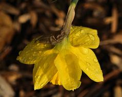 Daffodil Narcissus water drop