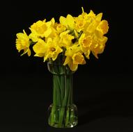 Daffodils Jonquil Flowers in Vase