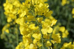 absolutely beautiful Yellow Flower Rapeseed