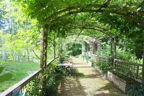 arch with green plants over the walking path
