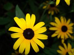 Beautiful yellow rudbeckia Flowers with black core in dusk