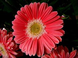 red Spring gerbera