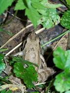 Frog Macro Pond