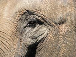 eye of a huge elephant close-up