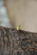 green bud on a tree trunk