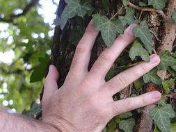 Hand on Tree Bark