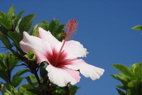 pink hibiscus in Madeira, Portugal, close-up