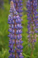 extraordinarily beautiful Lupines Flower