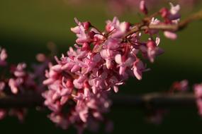 red buds on a branch close-up on a blurred background