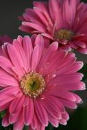 gerberas as a pink daisies