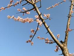 Pink Plum Blossoms on tree