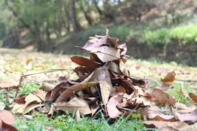 Leaves Dry Dried