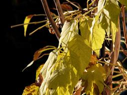 Golden Autumn Foliage leaves