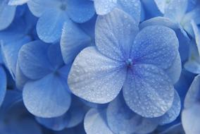 Hydrangea, Blue Flowers with dew drops