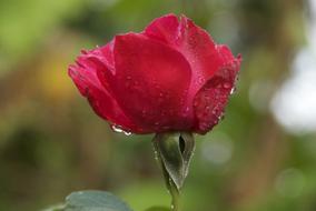 Pink Dew Morning flower