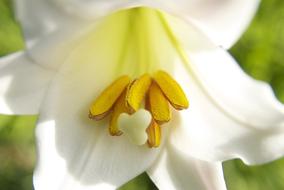 yellow White Madagascar flower