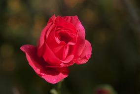 Pink Red rose close-up on blurred background