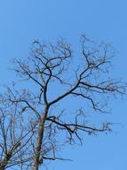 Tree Aesthetic Branches and blue sky