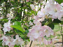 Pink Flowers of sacura in Spring