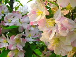 incredibly beautiful Spring Pink flowers