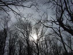 Silhouettes of the trees, under the sky in sunlight, in the winter