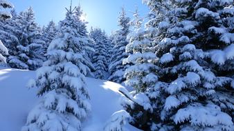 snow-covered fir trees in the alps