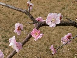 pink Plum Blossoms