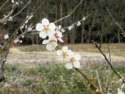 Plum Blossoms Spring White