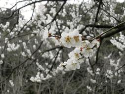 white flowers on plum branches in spring