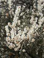Plum Blossoms White Flowers on tree