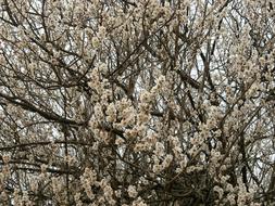 Beautiful and colorful, blossoming plum trees with branches, in the spring