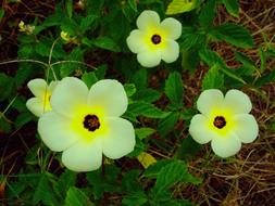 goodly Flower Green Leaves