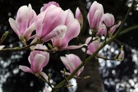 goodly Magnolia Tender Blossom
