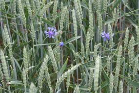 Green Wheat Field at Summer