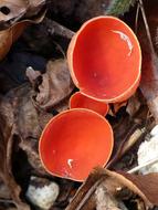 Vermilion Kelchbecherling Mushroom close-up