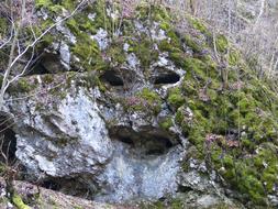 Face on the rock cave with green plants