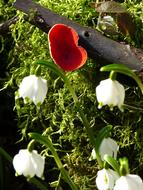 Vermilion Mushroom among white flowers close-up