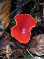 sarcoscypha coccinea and autumn foliage in the forest