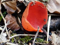 red Vermilion Kelchbecherling Mushroom