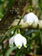 Snowflake flowers